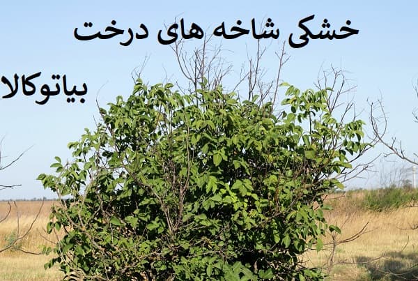 دلایل افات و خشکی درخت گردو